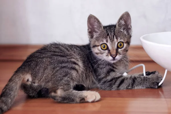 Tekir renkli şirin kedi, beyaz elektronik aletlerle oynuyor. Sevimli kedi yavrusunun büyük, korkmuş gözleri. Komik resim. İçerde, boşluğu kopyala.