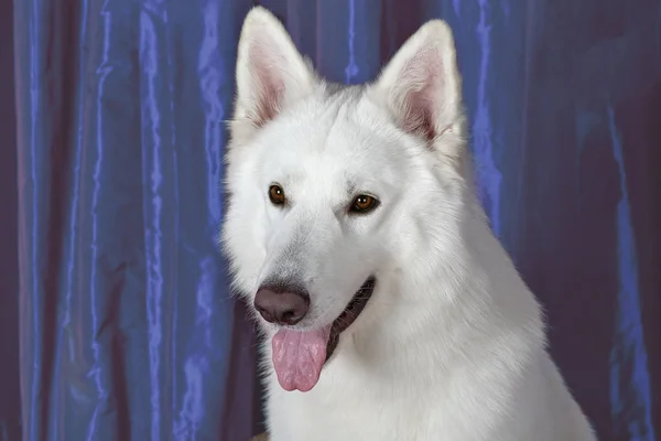 Karlı beyaz renkli güzel bir köpeğin portresi. Büyük beyaz İsviçreli çoban cinsi. Mutlu bir gülümseme, mavi bir arka plan. İçerde, boşluğu kopyala.
