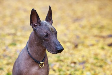 Xoloitzcuintle köpeği ya da sonbahar parkında yaşayan tüysüz bir Meksikalı. Açık hava, büyük (standart) büyüklükte yetişkin bir köpeğin portresi. Boşluğu kopyala, sarı yapraklar arkaplan.