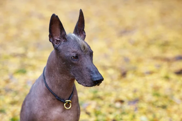 Xoloitzcuintle köpeği ya da sonbahar parkında yaşayan tüysüz bir Meksikalı. Açık hava, büyük (standart) büyüklükte yetişkin bir köpeğin portresi. Boşluğu kopyala, sarı yapraklar arkaplan.