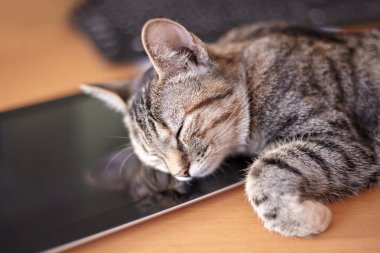 Kısa kürklü şirin kedi elektronik tabletin üzerinde tatlı tatlı uyuyor. Kitty 'nin siyah ekrandaki yansıması. Evde tekir renkli ya da aletli kedi yavrusu. Kapalı alan, kopyalama alanı, kapat, seçici odak.