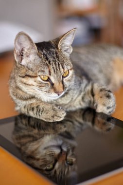 Kısa kürklü şirin kedi elektronik tabletin üzerinde tatlı tatlı uyuyor. Kitty 'nin siyah ekrandaki yansıması. Evde tekir renkli ya da aletli kedi yavrusu. Kapalı alan, kopyalama alanı, kapat, seçici odak.