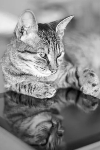 Piccolo Gatto Carino Con Pelo Corto Dolcemente Dorme Steso Sulla — Foto Stock