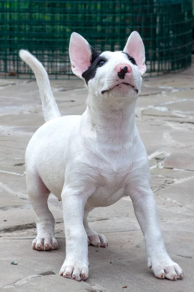 Cachorrito Divertido Raza Bull Terrier Color Blanco Con Manchas Negras —  Fotos de Stock