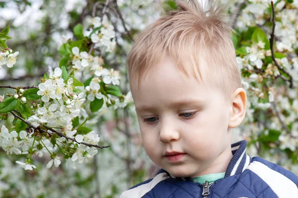 桜の庭に金髪の可愛い悲しい男の子の肖像画を閉じます アレルギー疾患の概念や不満感情 コピースペース 緑と白の春の花の背景 — ストック写真