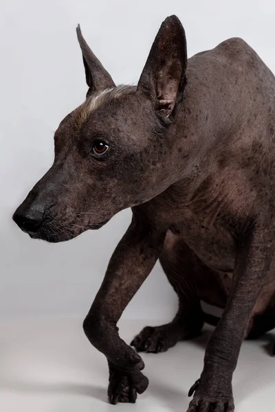 頭の上に黒い肌の色 赤と白のモホークで Xoloitzcuintle 古代と珍しいという名前のメキシコの毛のない犬の品種の肖像画を閉じます 顔に強い感情 スペースのコピー — ストック写真