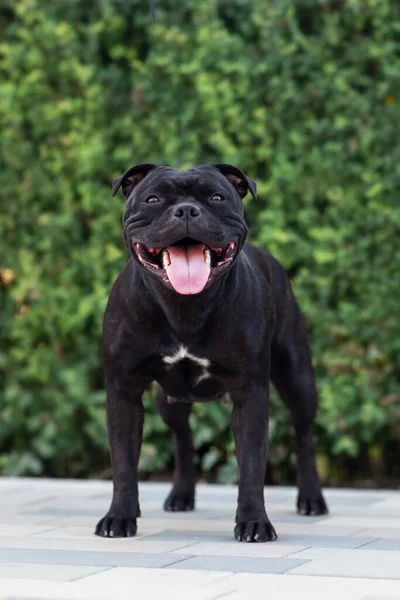 Friendly Dog Staffordshire Bull Terrier Breed Widely Smiling Tongue Out Stock Picture