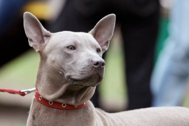 Güzel Tayland sırt köpeği portresi, açık gri renkli, kırmızı yakalı. Açık hava, boşluğu kopyala.