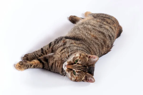 ปภาพของแมวมองเล ของส Tabby นอนลงบนพ นหล ขาว กแมวท วยตาส ยวและแสดงให กษณ — ภาพถ่ายสต็อก