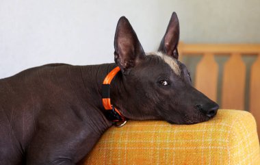 Kılsız Meksikalı köpek Xoloitzcuintle 'ın yakın portresi. Eski ve alışılmadık. Kafasında koyu ten rengi, kızıl ve beyaz mohawk var. Yüzünde güçlü bir duygu var. Boşluğu kopyala.