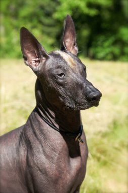 Kılsız Meksikalı köpek Xoloitzcuintle 'ın portresi. Koyu ten rengi, kızıl ve beyaz mohawk. Açık hava, güneşli bir gün, yeşil çimenler ve ağaçlar. Boşluğu kopyala.