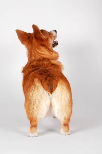 Niedliche Welsh Corgi Pembroke Hund Von Ingwer Und Weißer Farbe — Stockfoto