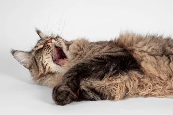 Niedliche Gestromte Katze Der Rasse Maine Coon Mit Grünen Augen — Stockfoto