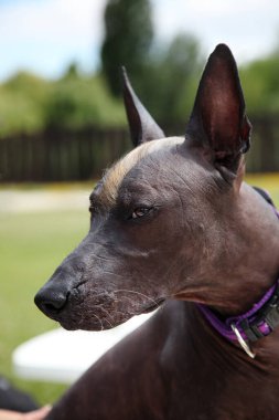 Genç oyuncu köpeğin portresi, ağzı açık bir şeye dikkatle bakar. Nadir bulunan Xoloitzcuintle ya da Tüysüz Meksika, standart boy. Açık hava, yeşil çimenler.                 