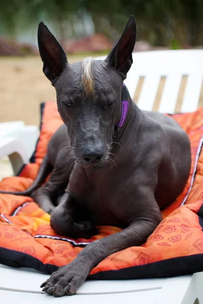 Rare Ancient Dog Mexican Hairless Breed Called Xolotizcuintle Beautiful Pet — Stock Photo, Image