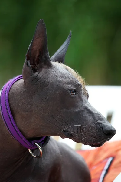 Close Profile Portrait Rare Ancient Dog Mexican Hairless Breed Called — Stock Photo, Image