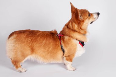 Tatlı Galli Corgi Pembroke köpeği beyaz arka planda göğüs bandında dikiliyor ve yukarı bakıyor. Zencefilli ve beyaz renkli güzel bir hayvan, güvenli yürüyüş konsepti. Boşluğu kopyala.