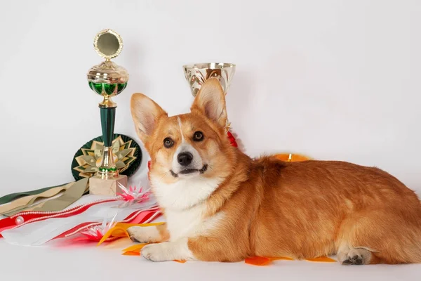 Bonito Galês Corgi Pembroke Cão Deitado Com Bonés Show Cães — Fotografia de Stock