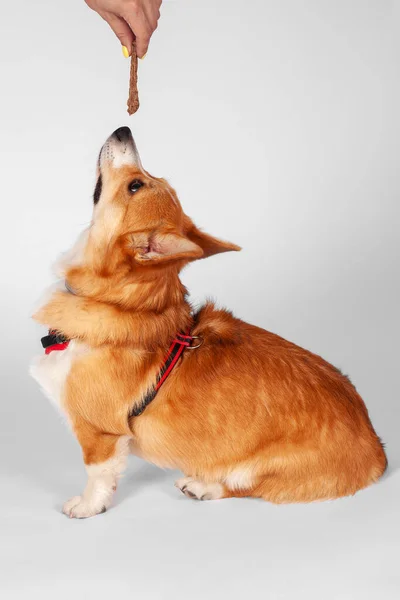 Roztomilý Welsh Corgi Pembroke Pes Sedí Prsní Pás Bílém Pozadí — Stock fotografie