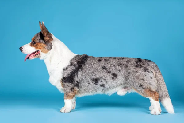 Hermoso Galés Corgi Cardigan Perro Pie Perfil Retrato Sobre Fondo —  Fotos de Stock