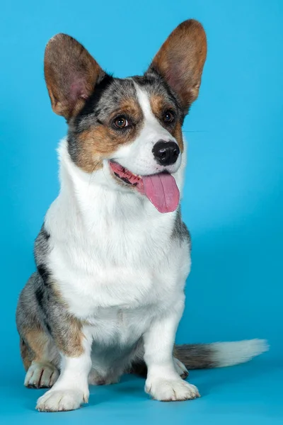 Cão Bonito Galês Corgi Cardigan Sentado Fundo Azul Estúdio Cor — Fotografia de Stock
