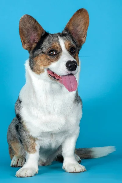 Niedlicher Welsh Corgi Cardigan Hund Sitzt Auf Blauem Hintergrund Studio — Stockfoto