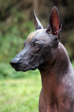 Nadir bulunan güçlü ve güzel bir köpeğin yakın portresi Xoloitzcuintle, ya da standart boyutlarda Meksika Kılsız. Bronz ten, kafasında zencefil rengi Mohawk. Açık hava, yeşil park geçmişi.