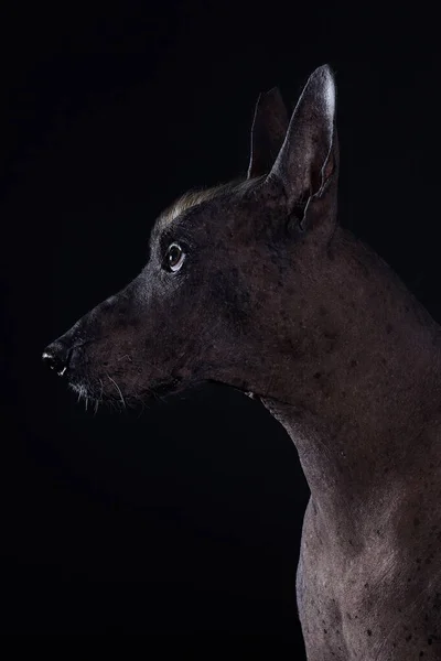 xoloitzcuintli google translate