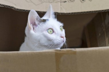 Aile içi Avrupa ortak kedi portre