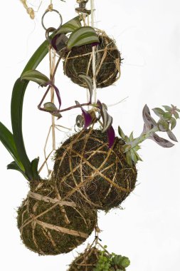 Kentsel orchad, kokedama, Bahçe geri dönüşüm dekorasyon Bahçe atölye