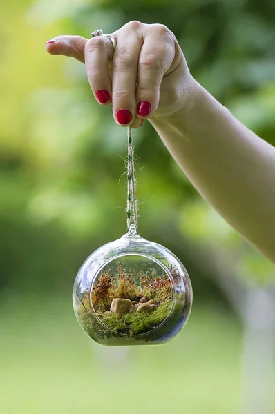 Terrarios Hechos Con Plantas Suculentas Macetas Vidrio — Foto de Stock