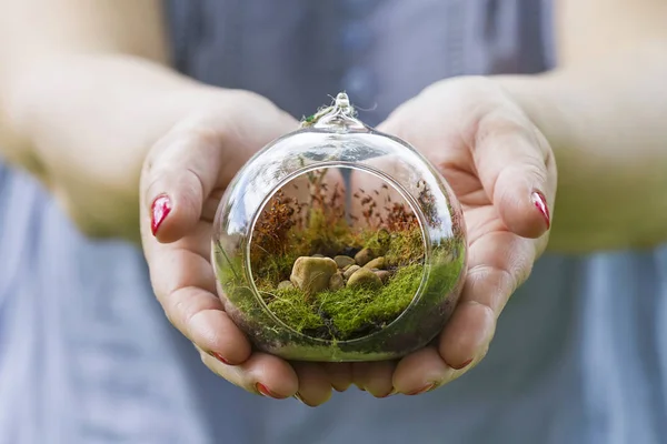 Terrarios Hechos Con Plantas Suculentas Macetas Vidrio — Foto de Stock