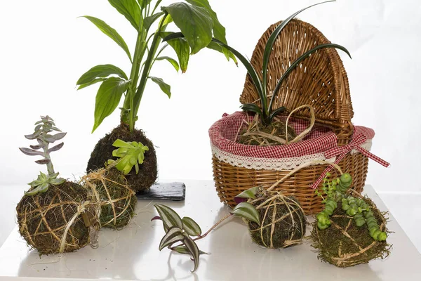 Workshop Kebun Dekorasi Orchad Perkotaan Kokedama Daur Ulang Berkebun — Stok Foto