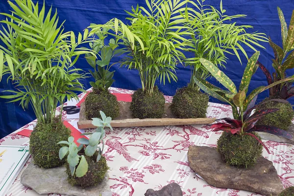 Kentsel orchad, kokedama, Bahçe geri dönüşüm dekorasyon Bahçe atölye