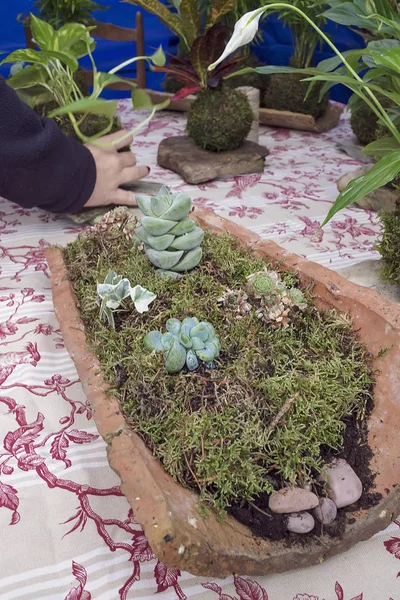 Decoratie Tuinieren Werkplaats Van Stedelijke Orchad Kokedama Recyclage Van Tuinieren — Stockfoto