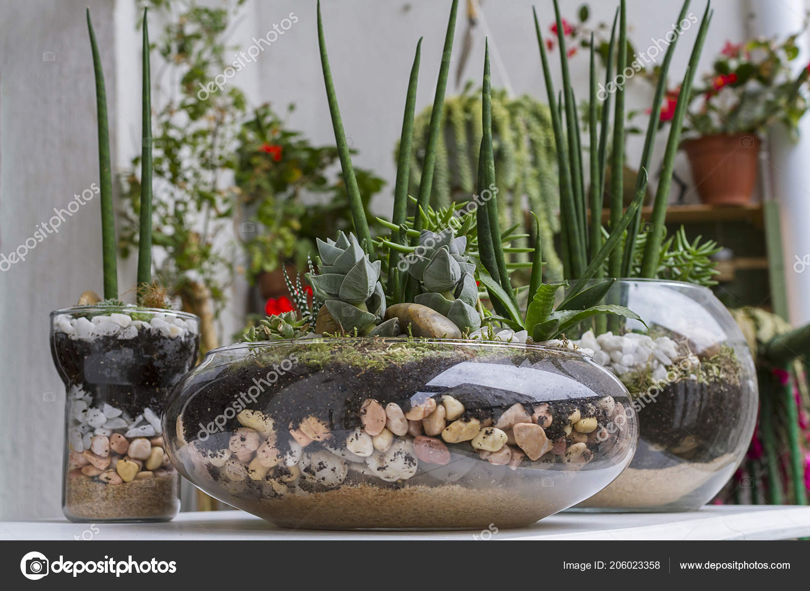 Terrariums Made Succulent Plants Glass Pots — Stock Photo