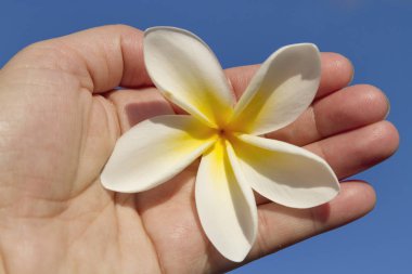 Bitki ayrıntıları bir Botanik Parkı