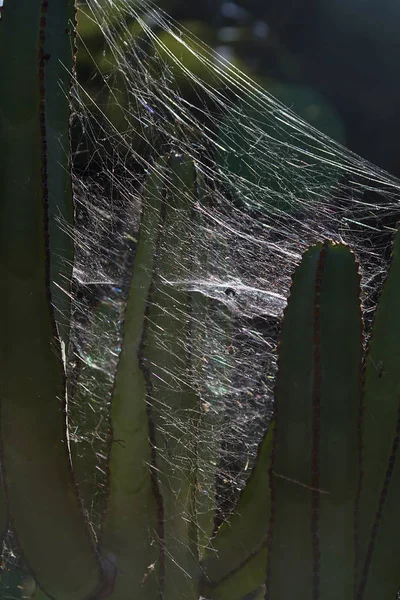 Plant Details Botanic Park — Stock Photo, Image