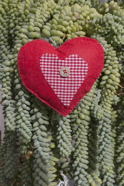 Pflanzendetails Einem Botanischen Park — Stockfoto