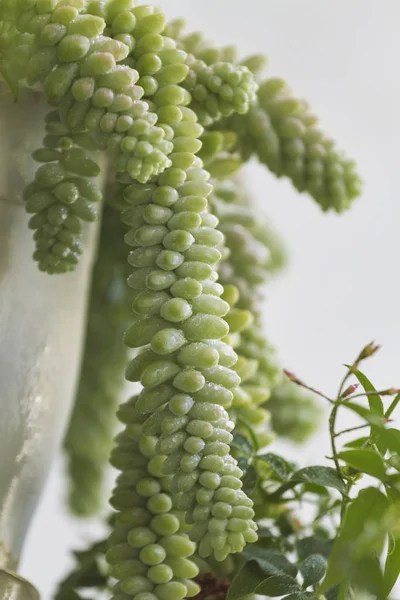 Pflanzendetails Einem Botanischen Park — Stockfoto