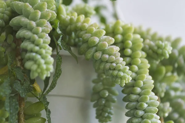 Pflanzendetails Einem Botanischen Park — Stockfoto