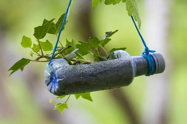 Una Botella Plástico Reciclado Para Jardinería —  Fotos de Stock