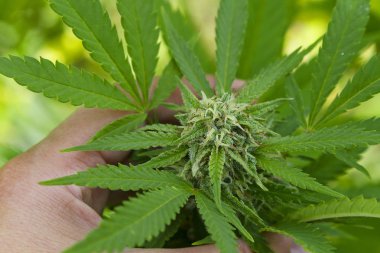 Esrar yaprak ve çiçek dışarıda ekili