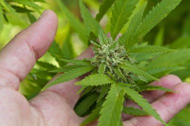 Esrar yaprak ve çiçek dışarıda ekili