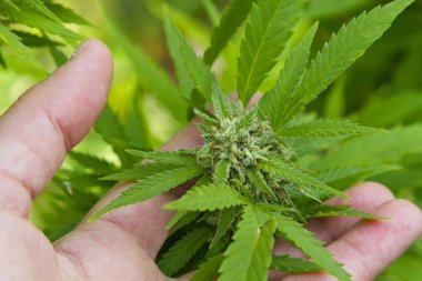 Esrar yaprak ve çiçek dışarıda ekili