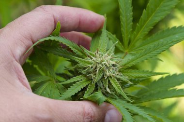 Esrar yaprak ve çiçek dışarıda ekili