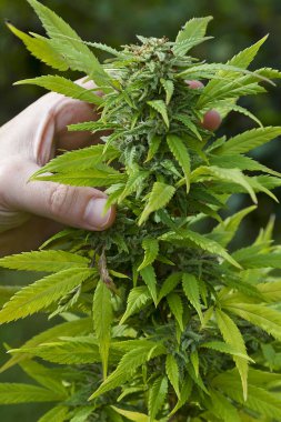 Esrar yaprak ve çiçek dışarıda ekili