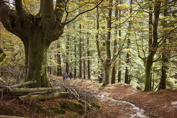 Las Bukowy Kraju Basków — Zdjęcie stockowe