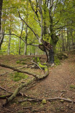 Antik kayın ormanı Bask Ülkesi '