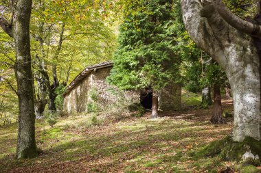 Antik kayın ormanı Bask Ülkesi '